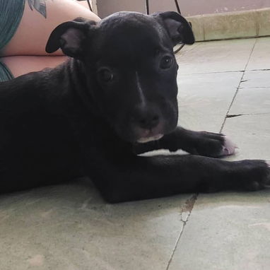 PITBULL,macho,en 120 USD o equivalente,TENGO MENSAJERÍA,tiene 83 días Y ESTÁ VACUNADO y desparacitado - 4/9