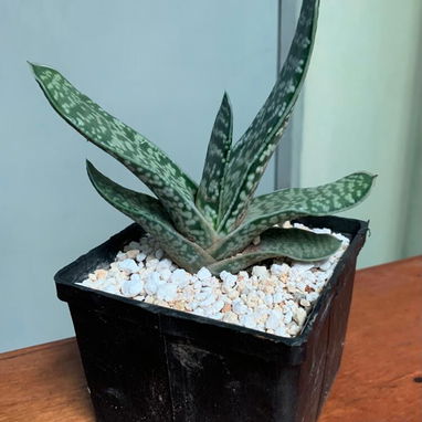 Venta de plantas suculentas 🌵🏜️💚🌸y de sombra🪴🌿🌱🍃 variedad de precios 💵 - 4/9