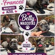 🐾💕 ¡HERMOSO CACHORRITO  DE  BULLDOG FRANCÉS BETTY MASCOTAS WHAT'SAPP 52506841! 💕🐾 - Img 55829827