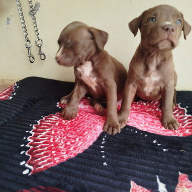 Todo disponible a su gusto pastor Alemán, pitbull, Salchicha, pitbull ,53818081 - Img 121769085