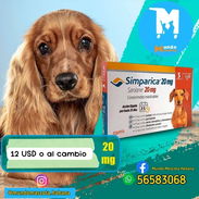 Simparica de 5-10kg (11-22 libras) - Img 57195097