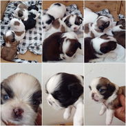 (((  SHIH TZU AMBOS SEXOS PRÓXIMA VENTA EN VENTA BETTY MASCOTAS WHATSAPP 52506841 )))) - Img 49738682