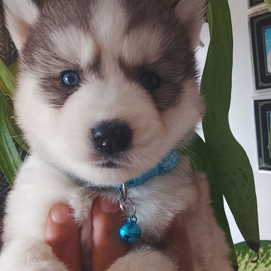 Vendo huskys siberianos en 100 - 4/5