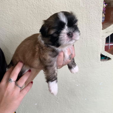 Disponibles cachorros de pitbull, Chihuahua, bulldog francés, shitzu, pastor Alemán,Husky 53818081 - Img 122677621