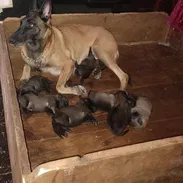 Pastores belga malinois - Img 58173505