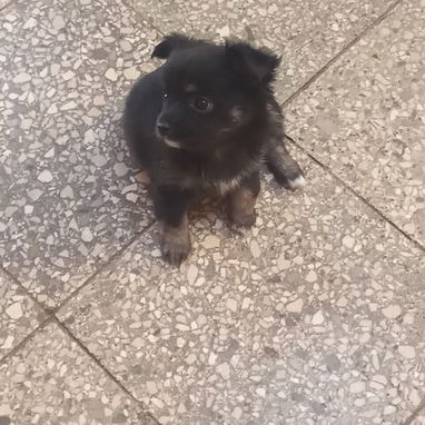 Chihuahuas - Img 121539774