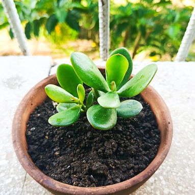Plantas ornamentaleles para decoracion. - 6/8