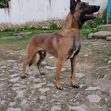 Cachorros pequine. Chihuahua.pastor aleman.pastor belga malinoe.pitbull.labrador.husky.shitzu.yorky.pastor suizo. - Img 125192814
