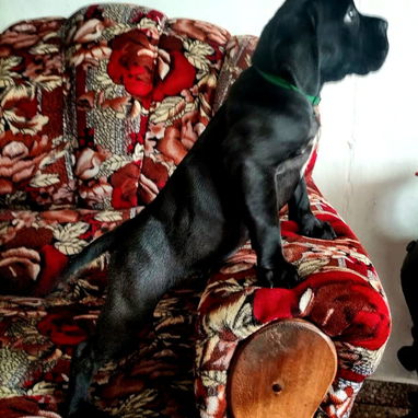 CANE CORSO HEMBRA CON PEDIGREE HIJA DE CÉSAR - Img 125910011