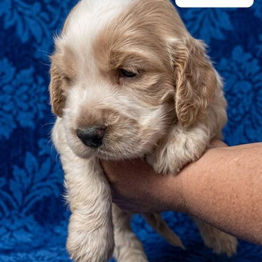 COKER SPANIEL,ambos sexos,en 170 USD o equivalente(ACEPTO TRANSFERENCIA)TENGO MENSAJERÍA,tienen 30 días y desparacitados - Img 122999777
