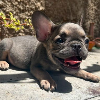 BULLDOG FRANCES,macho azul,en 550 USD o equivalente,TENGO MENSAJERÍA,tiene 85 días y está desparacitado - 2/5