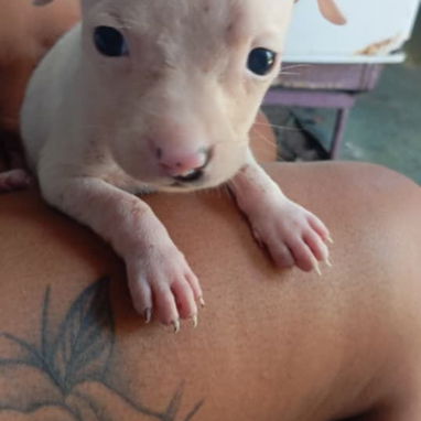 Cachorra Pitbull blanca - Img 123260492