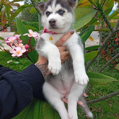 HUSKY SIBERIANO,hembra,en 200 USD o equivalente,TENGO MENSAJERÍA,40 días,desparacitada,entrega HISTORIA CLÍNICA,COLLAR - Img 123692470