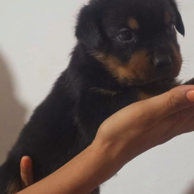 ROTTWEILER,machos,en 350 USD o equivalente,TENGO MENSAJERÍA,tienen 40 días y están desparacitados - 5/10