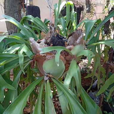 Platycerium y variadas plantas ornamentales - Img 99194717