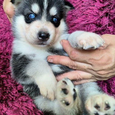 Husky siberiano del club - Img 124633266