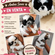 ((( SHIH TZU AMBOS SEXOS EN VENTA WHATSAPP 58746643 ))) - Img 55894354