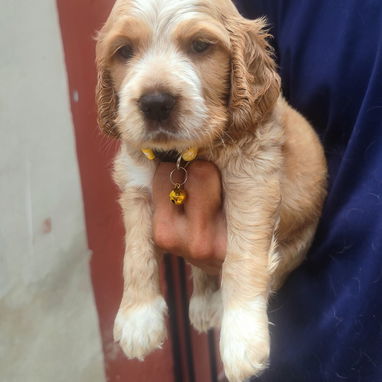 Hermosos Cachorros Cocker Spaniel❤️❤️❤️⭐⭐⭐⭐ - Img 124024176
