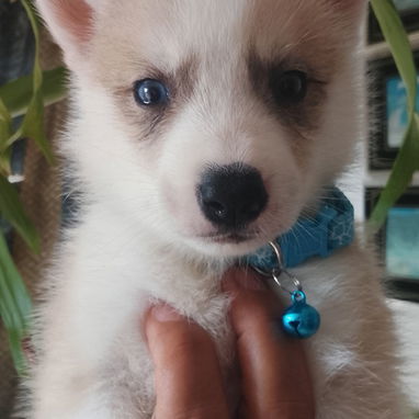 Vendo huskys siberianos en 100 - 3/5