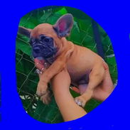 ((( BULLDOG FRANCÉS HEMBRA EN VENTA BETTY MASCOTAS WHATSAPP 52506841 )))) - Img 53265877