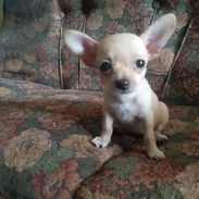 Vendo cachorrita chihuahua - Img 56020174