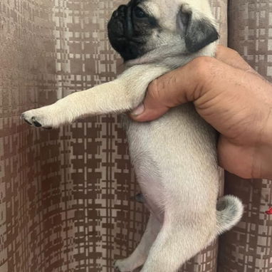 PUG CARLINO,ambos sexos,en 300 USD o equivalente en moneda nacional,TENGO MENSAJERÍA,tienen 42 días y están desparacitad - 3/9