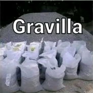 Gravilla - Img 58155078