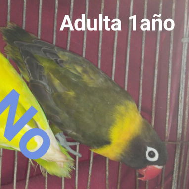 Rosaicolis para mascotas en su hogar - Img 123136473