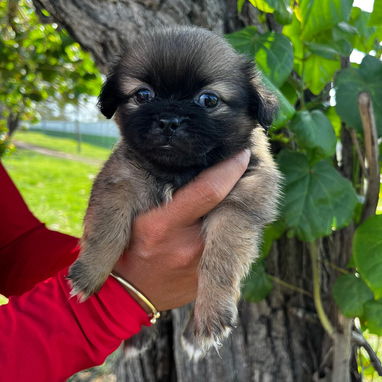 Venta de cachorros - Img 122183043