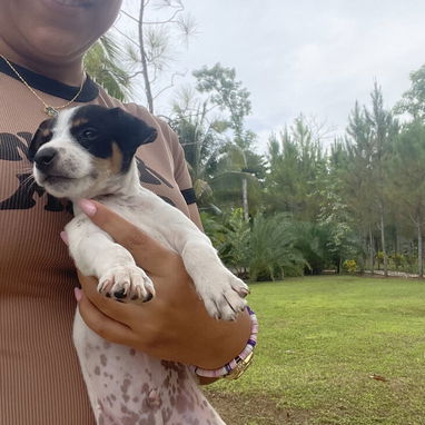 Cachorros de perro ratonero - 4/7