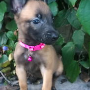 PASTOR MALINOIS,hembras en 300 USD o equivalente,TENGO MENSAJERÍA,45 dias,desparacitadas,con historia clínica y collar - Img 55610956