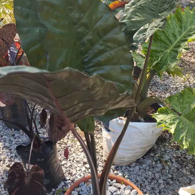 Plantas y servicios de Jardineria - Img 118359554
