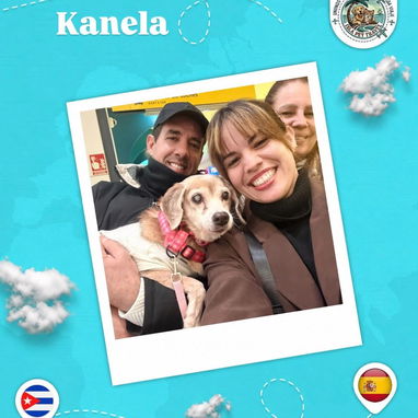 Agencia de viajes internacionales para mascotas - 9/10