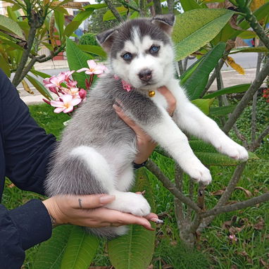 HUSKY SIBERIANO,hembra,en 200 USD o equivalente,TENGO MENSAJERÍA,40 días,desparacitada,entrega HISTORIA CLÍNICA,COLLAR - Img 123692477