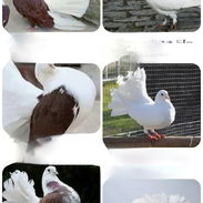 Palomas colipavas - Img 56274952