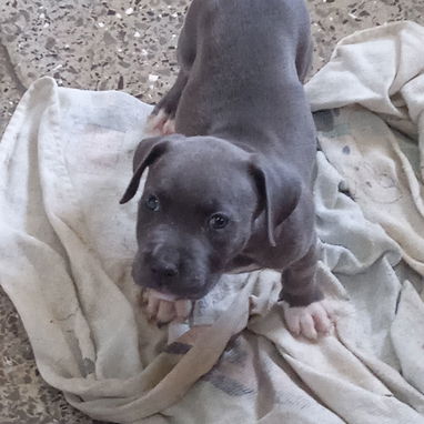 Cachorro Pitbull azul 💙 d 50 dÃas exelente genética - Img 126064159