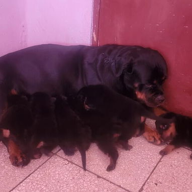 ROTTWEILER,ambos sexos,en 550 USD o equivalente,TENGO MENSAJERÍA,tienen 80 días,ESTAN VACUNADOS y desparacitados - Img 125846337