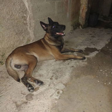 PASTOR MALINOIS,hembras en 300 USD o equivalente,TENGO MENSAJERÍA,45 dias,desparacitadas,con historia clínica y collar - Img 123047792