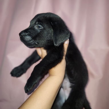 Cachorros labradores 70usd - Img 125688023