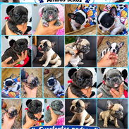 🐾❤️🐶 ¡BULLDOG FRANCÉS, CHATICOS ENCANTADORES! 🐶❤️🐾 WHAT'SAPP 52506841 🐾 - Img 57271786