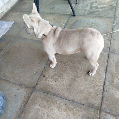 🐶 BULLDOG FRANCÉS EN VENTA 🐾 — ¡HERMOSO EJEMPLAR! - Img 115945650