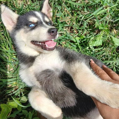 HUSKY SIBERIANO,ambos sexos,en 170 USD o equivalente,TENGO MENSAJERÍA,tienen 70 días y están desparacitados - Img 125673774