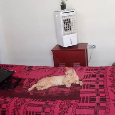 🏡✨ OPORTUNIDAD EN VENTA — LA HABANA  Isla Propiedades presenta esta acogedora vivienda independiente, ubicada en una zo - Img 122387636