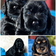 Cachorros Cocker Spaniel Ingles - Img 58318476