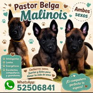 ((( PASTOR BELGA MALINOIS AMBOS SEXOS BETTY MASCOTAS WHATSAPP 52506841 ))) - Img 55875172