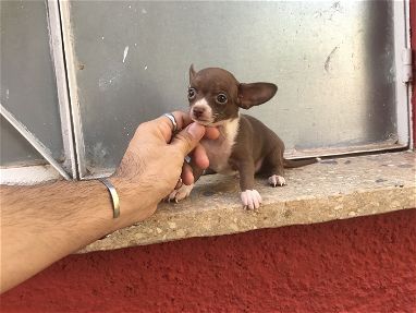 Chihuahua macho color chocolate - Img 68322259