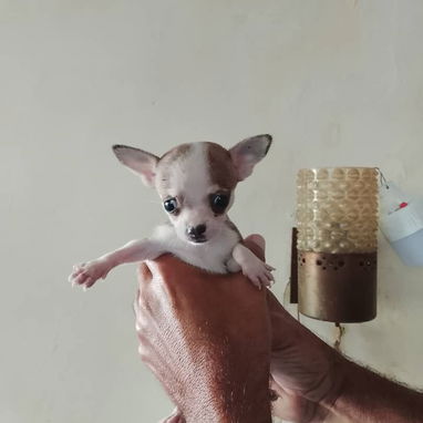 Chihuahua - 4/8