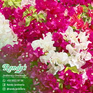 Venta de Buganvilias » RANDY'S Jardinería y Ornamentos - Img 45360268