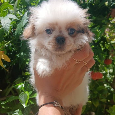 🐶✨ Venta de Cachorros (shih tzu) ✨🐶 - Img 126047477