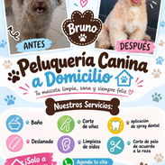 Peluqueria Canina a Domicilio - Img 58184398